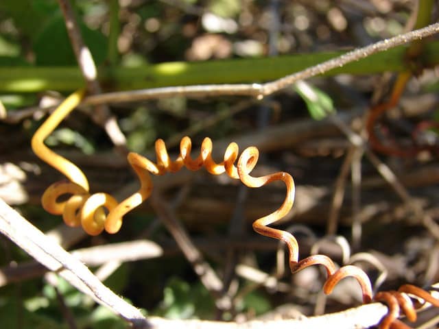 Cissus nodosa