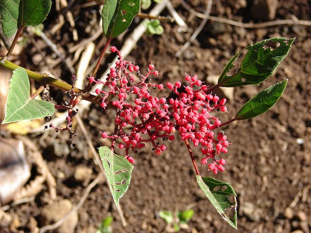 Cissus nodosa
