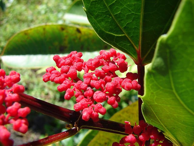 Cissus nodosa