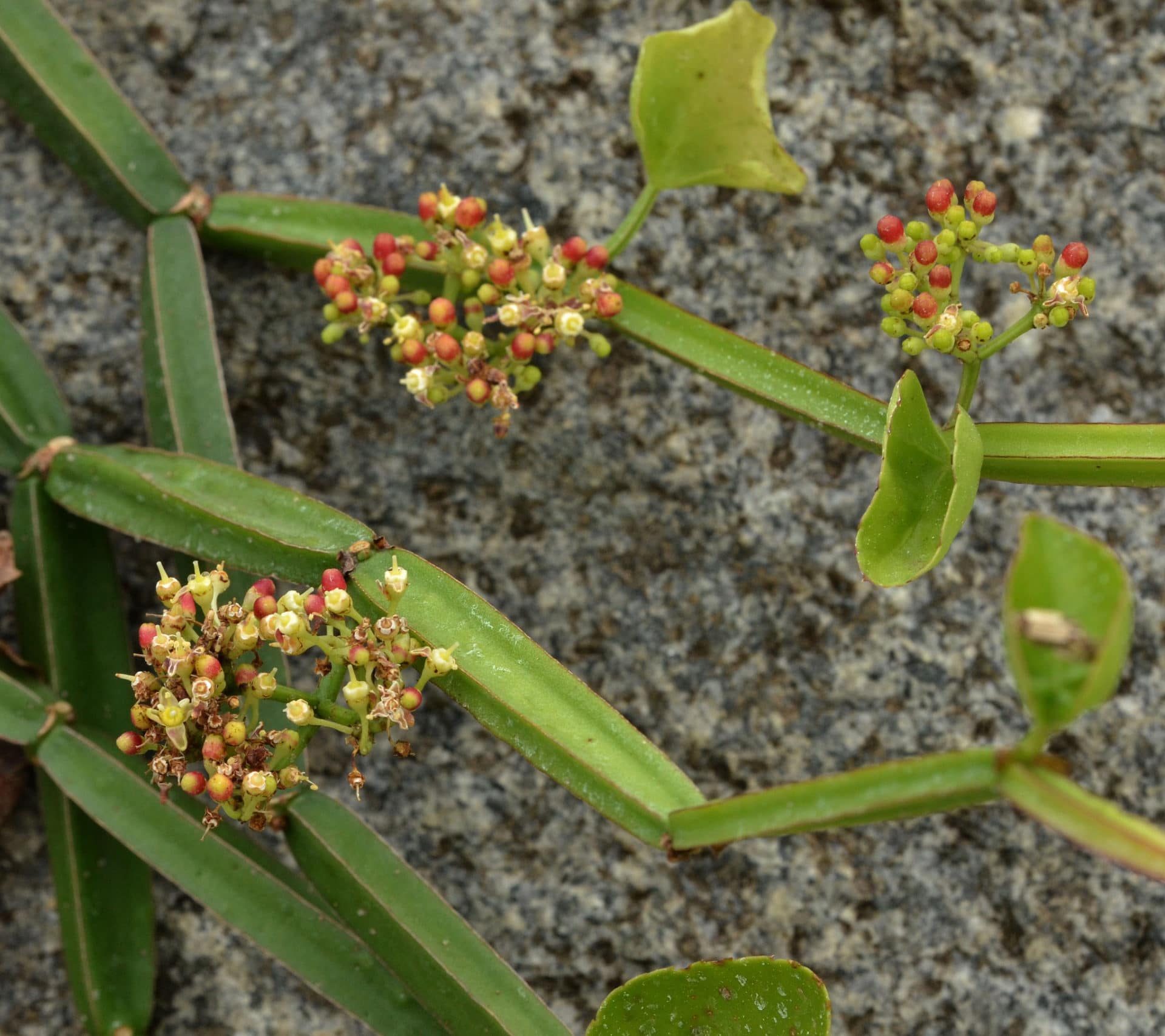 Cissus quadrangularis