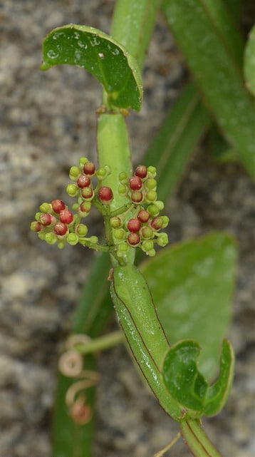 Cissus quadrangularis