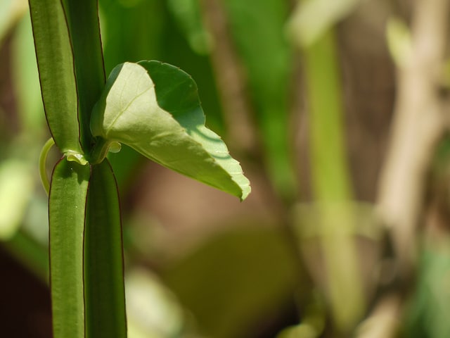 Cissus quadrangularis