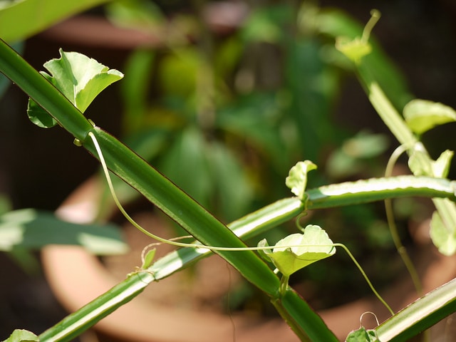 Cissus quadrangularis