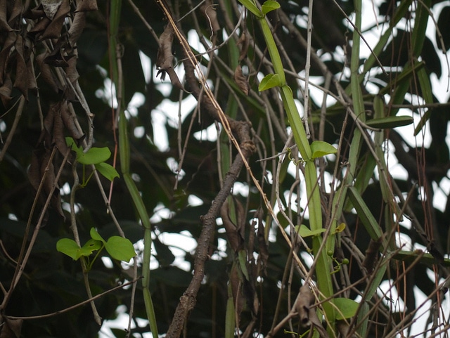 Cissus quadrangularis
