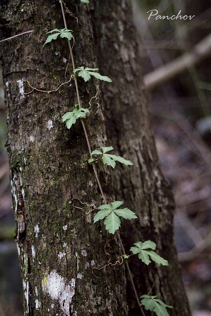 Cissus striata