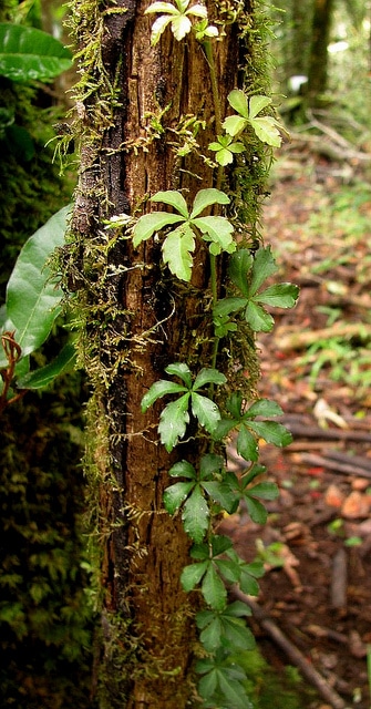 Cissus striata