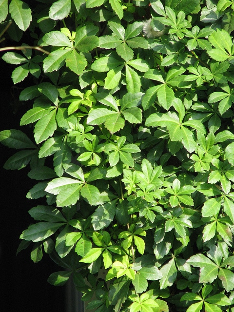 Cissus striata