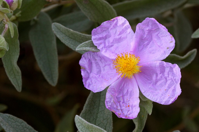 Ciste cotonneux (Cistus albidus)