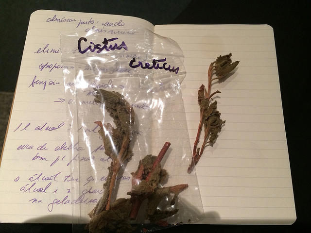 Ciste de crète (Cistus creticus)