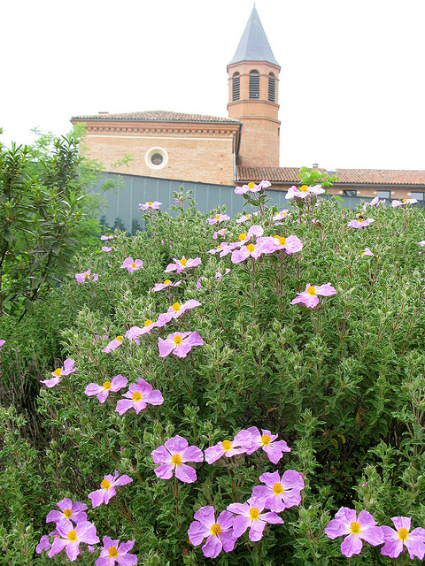 Ciste de crète