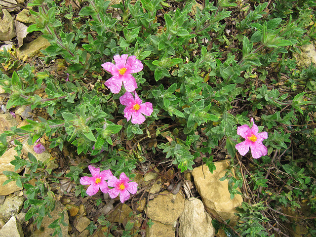 Ciste crépu