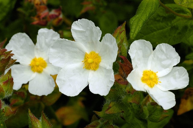 Cistus hirsutus