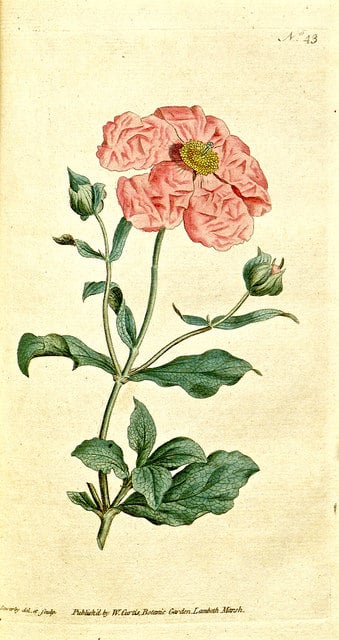 Ciste de crète