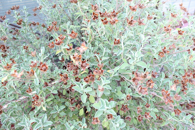 Ciste de crète (Cistus incanus)