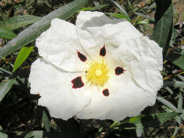 Ciste porte-laudanum (Cistus ladanifer)