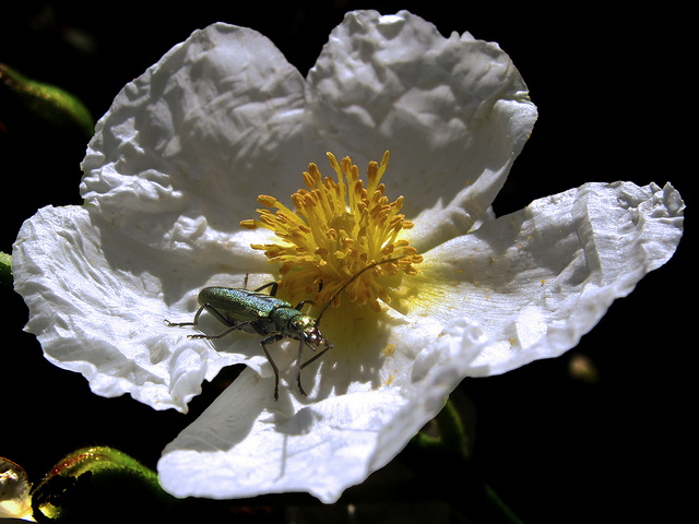 Ciste à feuilles de laurier (Cistus laurifolius)