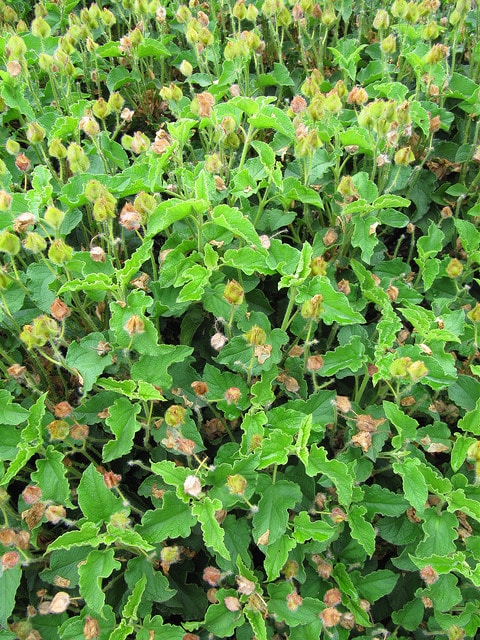 Cistus libanotis