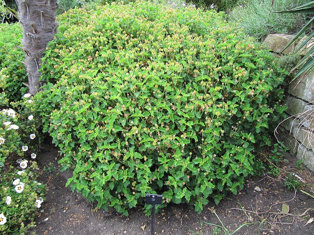 Cistus libanotis (Cistus libanotis)