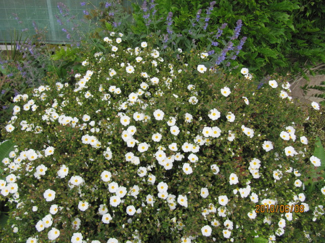 Ciste de montpellier (Cistus monspeliensis)