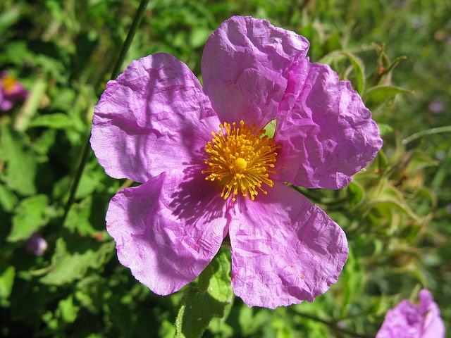 Cistus parviflorus