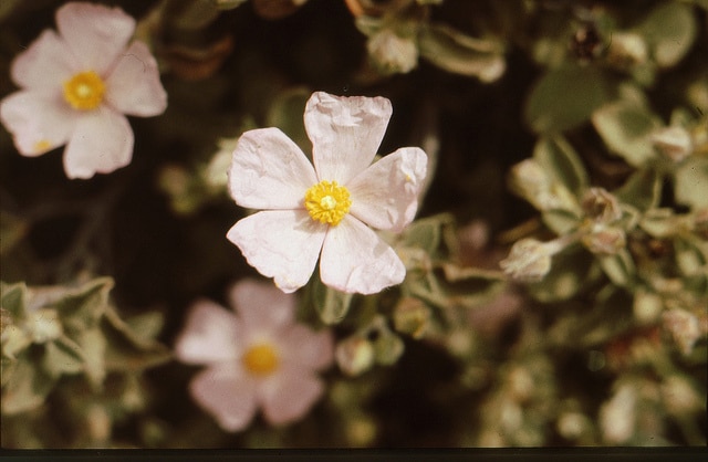 Cistus parviflorus