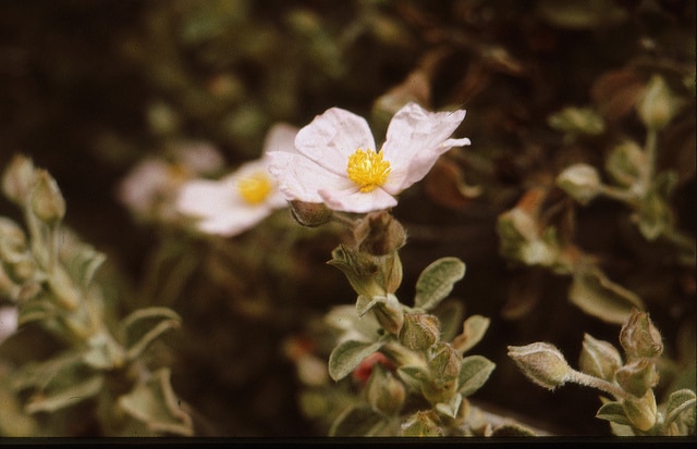 Cistus parviflorus