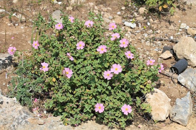 Cistus parviflorus