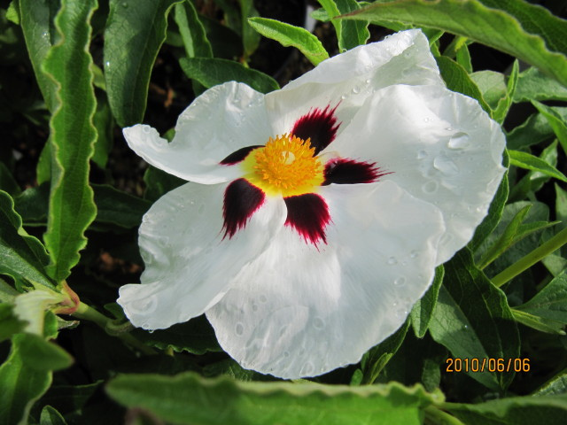 Ciste à feuilles de peuplier (Cistus populifolius)