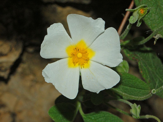 Ciste femelle