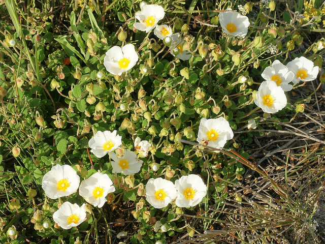 Ciste femelle (Cistus salviifolius)