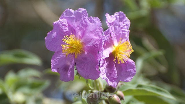 Cistus symphytifolius