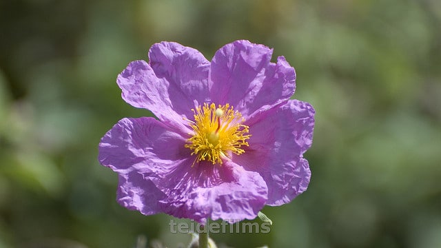 Cistus symphytifolius