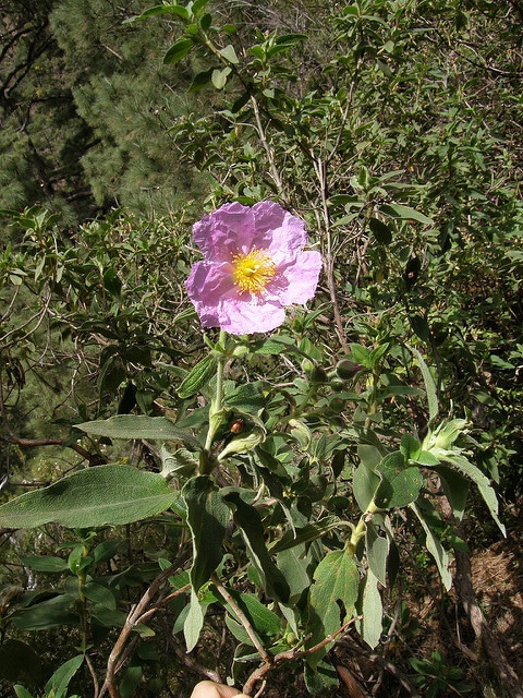 Cistus symphytifolius