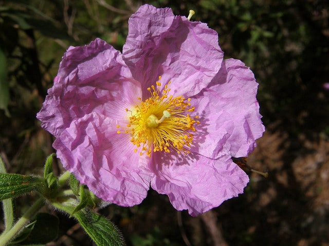 Cistus symphytifolius