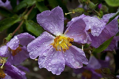 Cistus symphytifolius