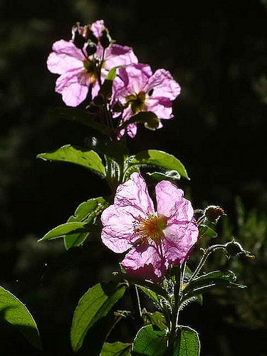 Cistus symphytifolius