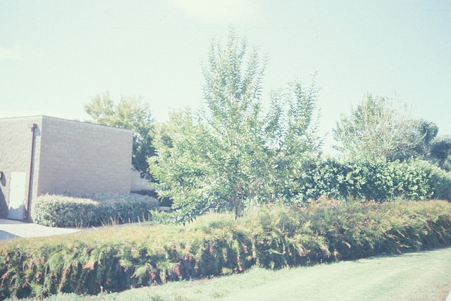Citharexylum spinosum