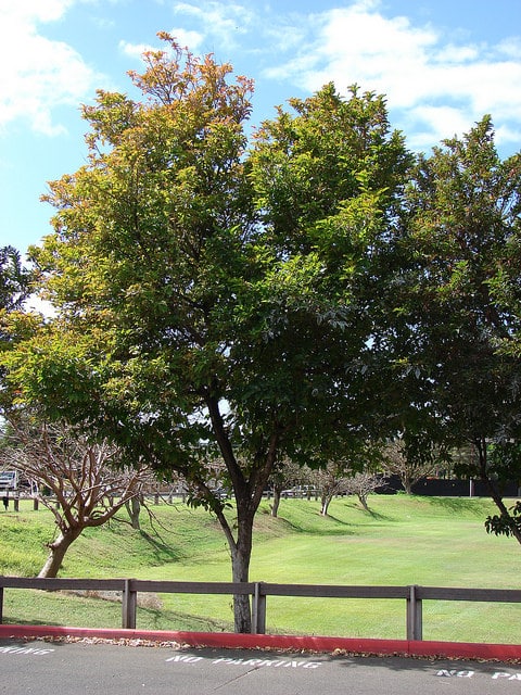 Citharexylum spinosum