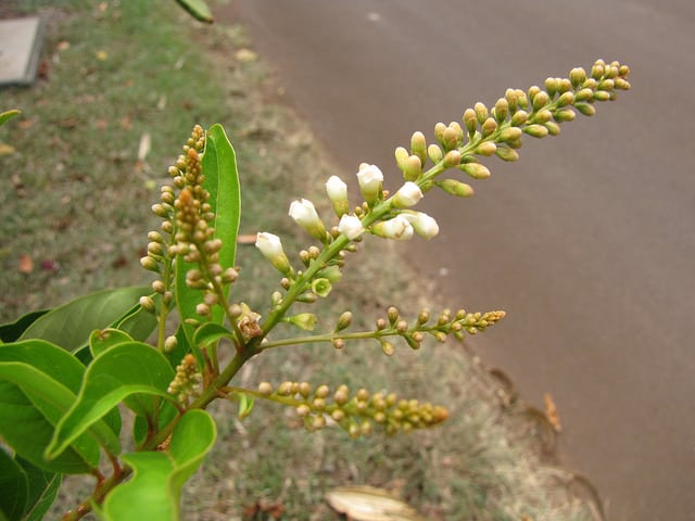 Citharexylum spinosum