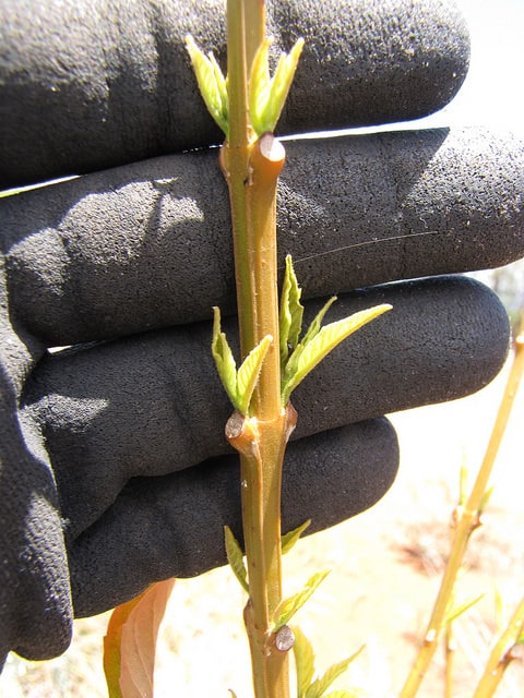 Citharexylum spinosum