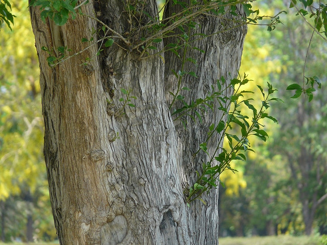 Citharexylum spinosum