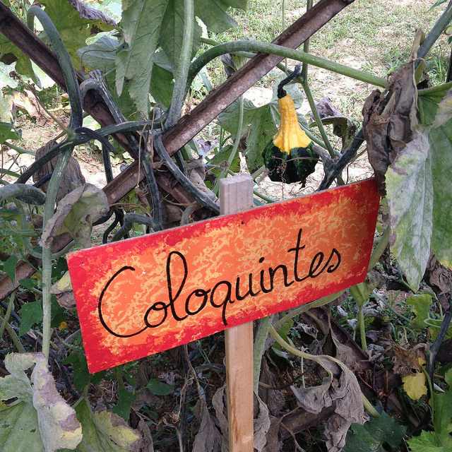 Coloquinte (Citrullus colocynthis)