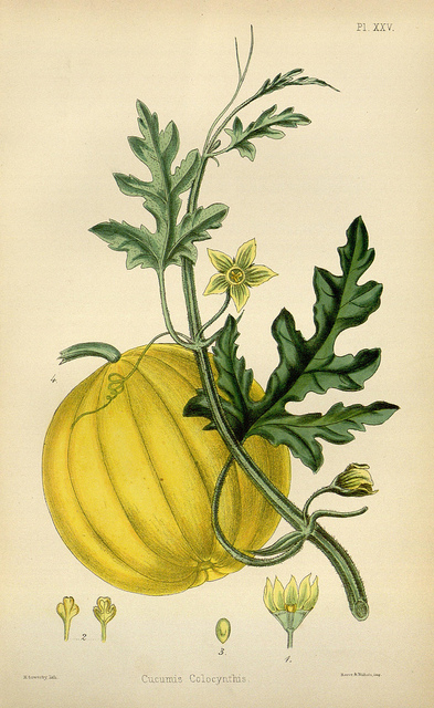 Coloquinte