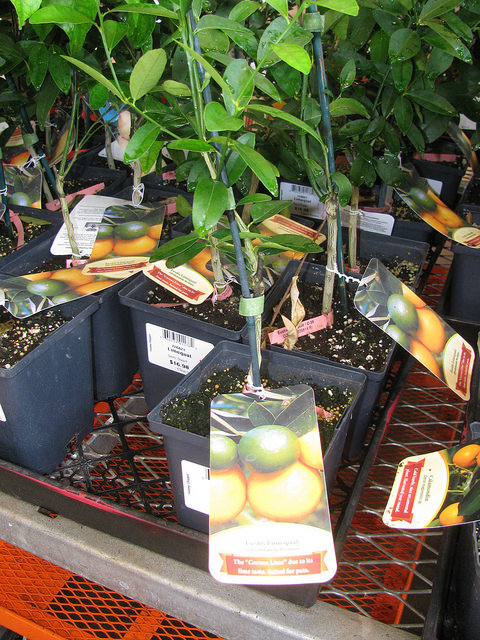 Citronnier galet