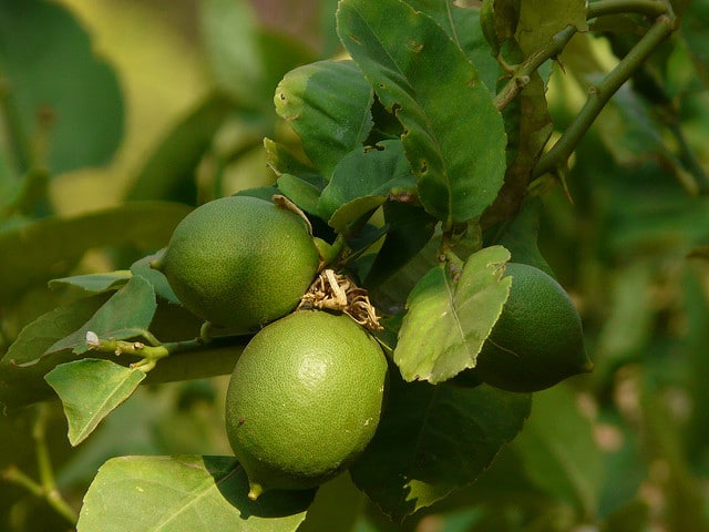Citronnier galet