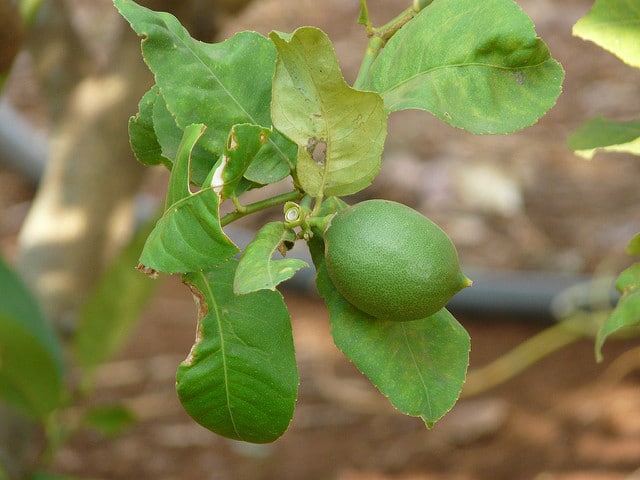 Citronnier galet