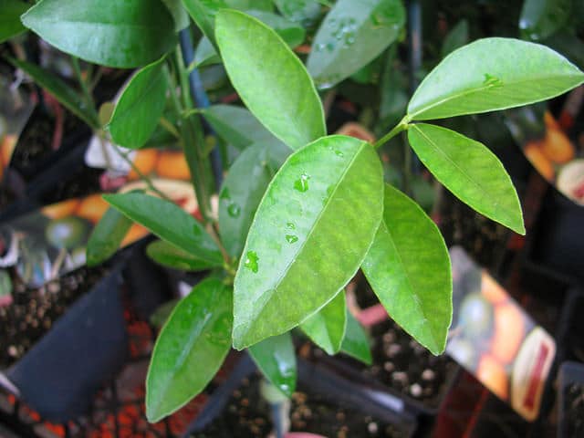 Citronnier galet