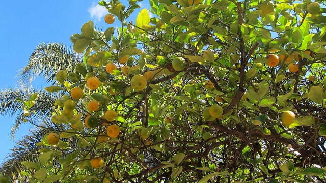 Citronnier galet (Citrus aurantiifolia)