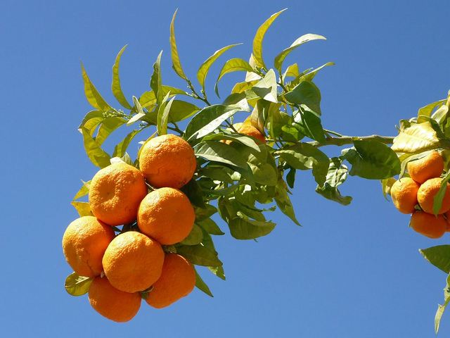Bigaradier (Citrus aurantium)