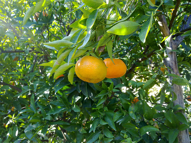 Mandarinier